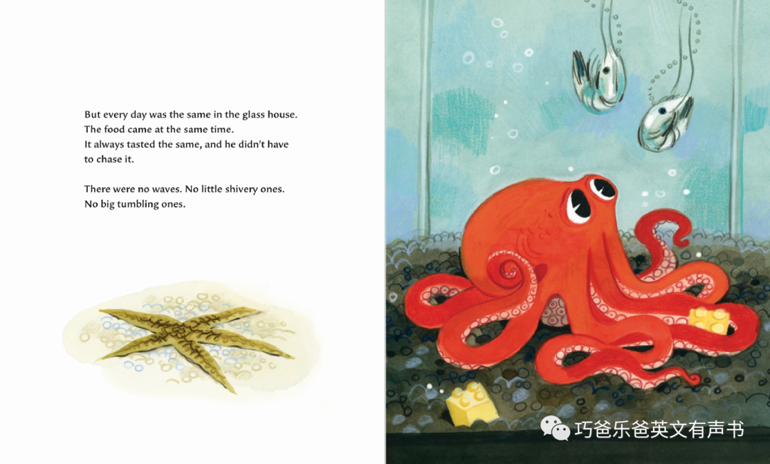 The Octopus Escapes by Maile Meloy高清绘本内页10-巧爸乐爸-绘本推荐