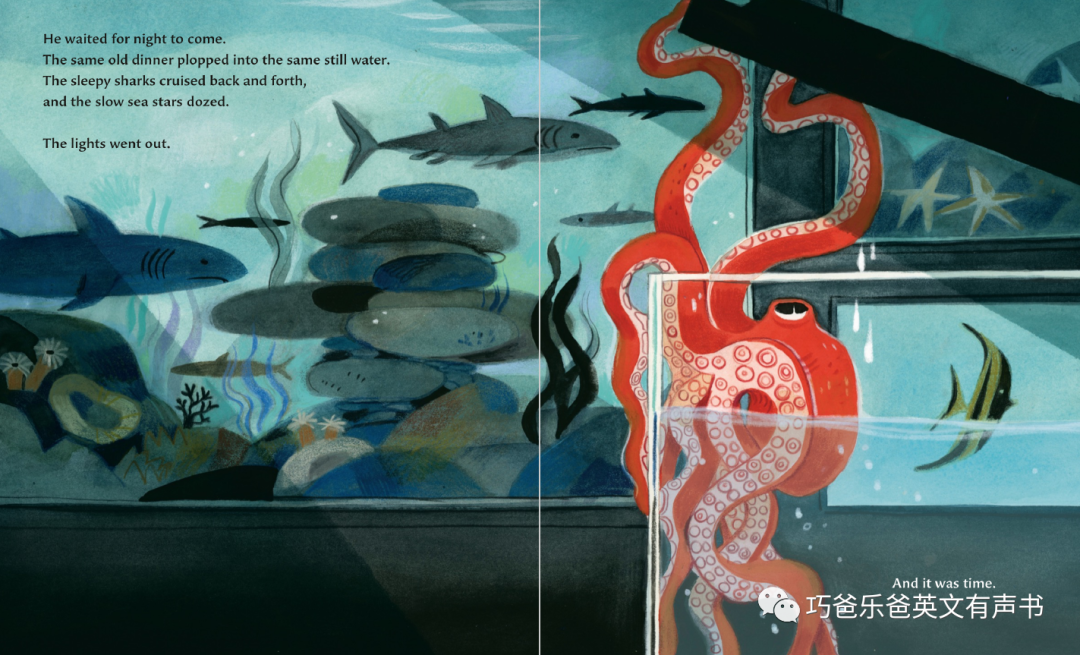 The Octopus Escapes by Maile Meloy高清绘本内页14-巧爸乐爸-绘本推荐