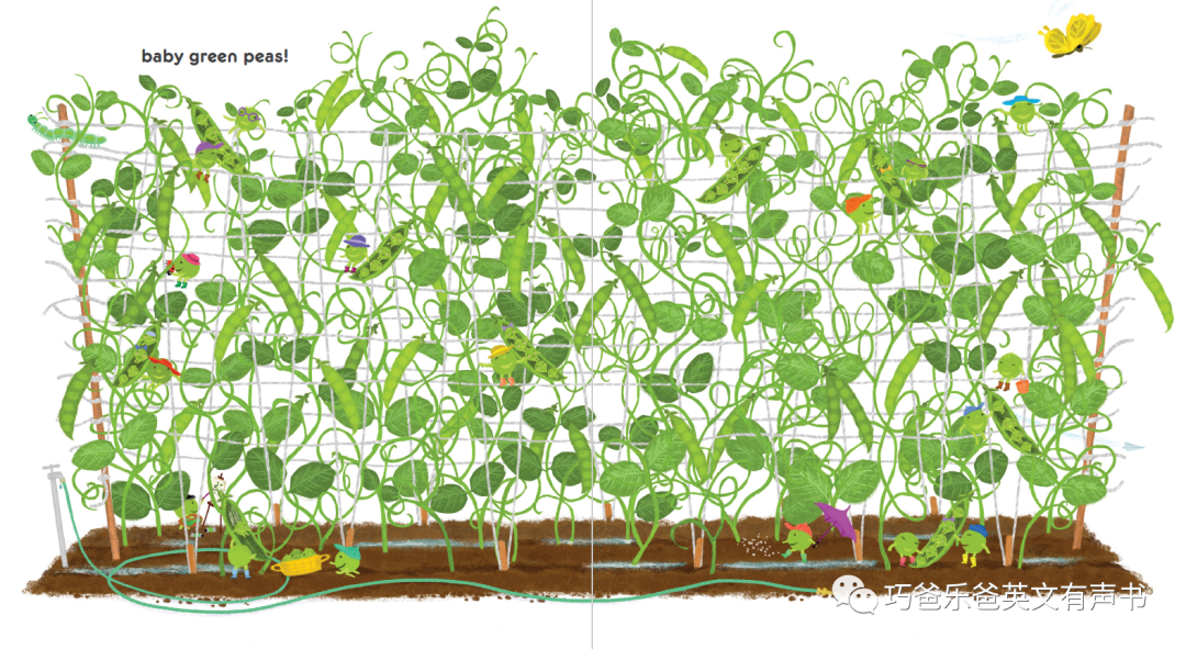 Little Green Peas. By Keith Baker高清绘本内页14-巧爸乐爸-绘本推荐