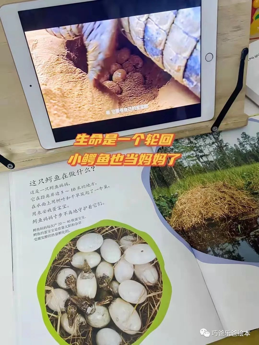 接力 小聪仔科普版 过刊团购日高清绘本内页7-巧爸乐爸-绘本推荐
