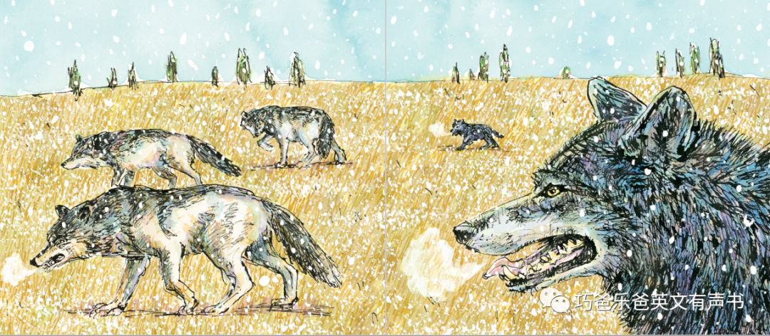 雪地里的狼 Wolf in the Snow by Matthew Cordell高清绘本内页4-巧爸乐爸-绘本推荐