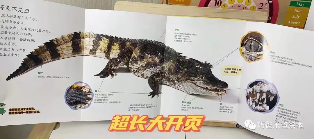 接力 小聪仔科普版 过刊团购日高清绘本内页8-巧爸乐爸-绘本推荐